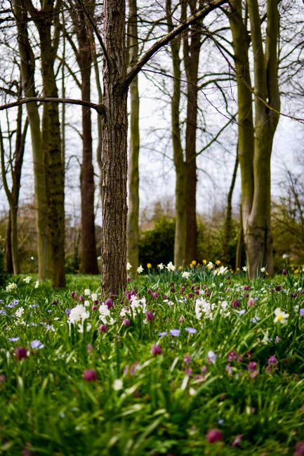 A serene woodland scene featuring tall, slender trees with smooth, pale bark and sparse branches, set against a softly overcast sky. In the foreground, a lush, green grassy area is dotted with a varie