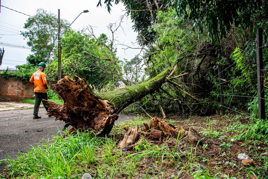 A fallen tree with a thick, moss-covered trunk and numerous broken branches lies across a residential street, partially blocking the roadway. The tree appears to have recently collapsed, with its root